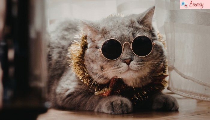 Cool Instagram Bio Ideas: 300 Stylish, Attitude & Unique Bios