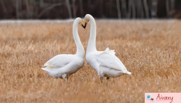 Cute Couple Captions for Instagram: 300 Sweet Romantic Captions