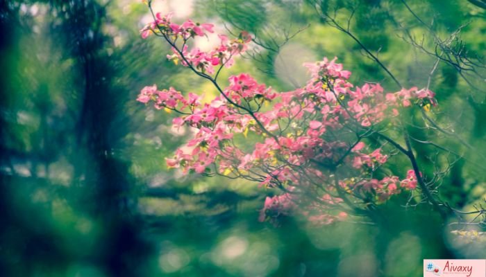 Nature Lover Bio for Instagram: 300 Aesthetic & Short Bios