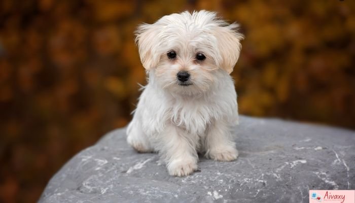 Cute Bio for Facebook: 300+ Sweet, Short & Adorable Ideas